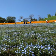 八王子山公園 芝桜祭り会場 ネモフィラ