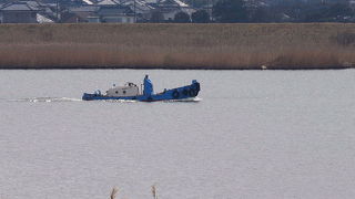 コミミズクを見てきました。