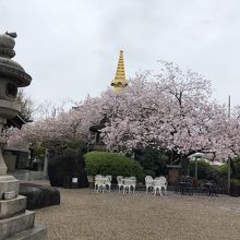 桜がきれいでした。