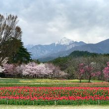 お花畑と常念岳