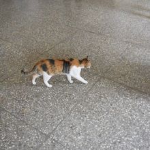 駅の構内にも猫はいる