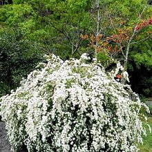 花もきれいに咲いていました。