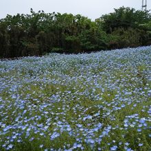 ネモフィラはハーブ園で咲いてました