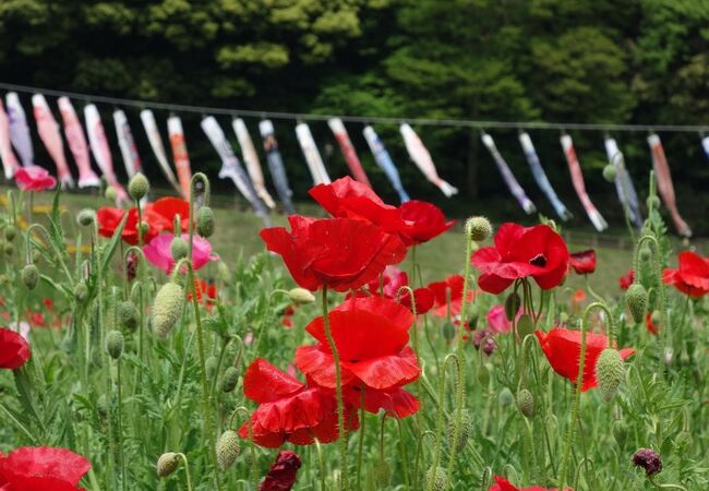 くりはま花の国