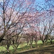 2019年５月３日現在、ペケレの丘では桜が綺麗に咲いていました