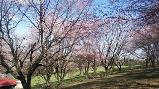2019年５月３日現在、ペケレの丘では桜が綺麗に咲いていました