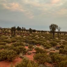 ウルルと現地高校生たちが乗ったもう１つのキャメル軍団を撮影