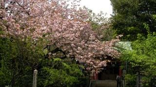 ４月中旬に参道の八重桜が満開になります
