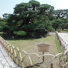 栗林公園(鶴亀松)