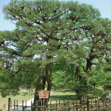 栗林公園(箱松)