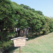 栗林公園(屏風松)