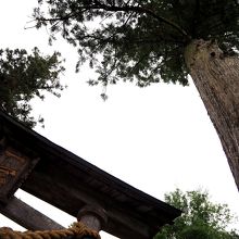 鳥居と杉が調和しています。