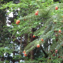 杉の実です。