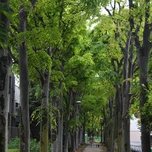 烏山川緑道、季節の野草に出会う小径