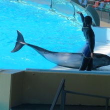 イルカのショー