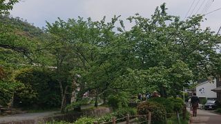 銀閣寺参道をでると哲学の道