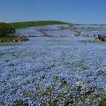 花の美しさは度肝抜きます