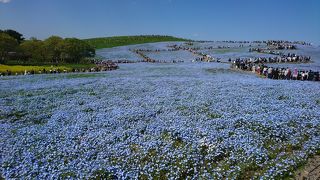 花の美しさは度肝抜きます