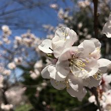 白い梅、紅の梅がたくさん！