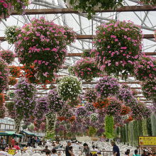 花がきれいです