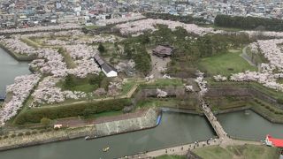 桜の満開とお祭り