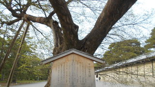 樹齢３００年の古木