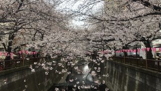 目黒川を覆う桜並木！満開間近のソメイヨシノと人混みに酔う