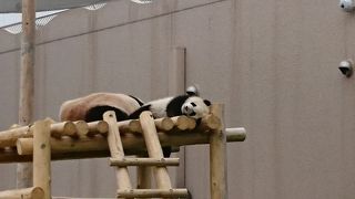 赤ちゃんパンダがかわいい