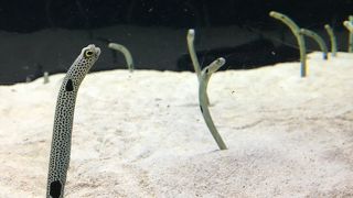 お花見のついでに。