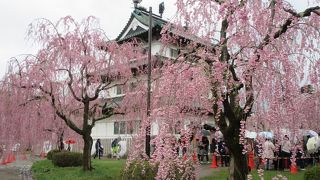 桜並木がきれいでした