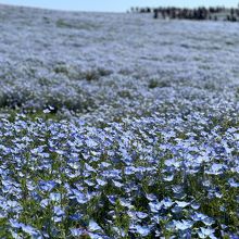 iPhoneポートレートモードで背景の人をぼかして撮影