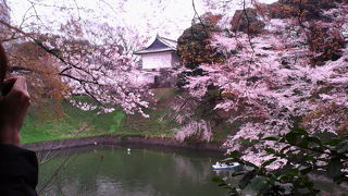 桜越しに田安門や櫓などを撮影できる花見スポット