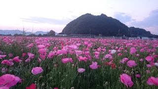 笠岡ベイファーム