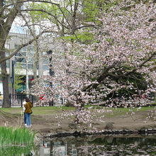 道庁入口より左側にある池です。もたれかかる桜が美しい。