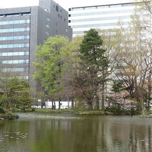 道庁入口より右側にある池です。自然とビルがマッチしてます