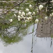白桜って口コミに書いたけど…これ本当に白桜？←今更疑問