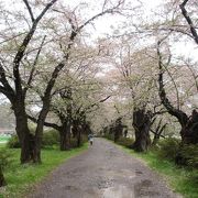 散り始めの桜を見ました