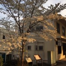 桜の花の頃に行ってみた。混雑していた。