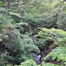 まん中に少しだけ見えているのが玉川上水です。