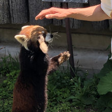 ガイア王子のりんごタイム、飼育員さんとハイタッチ！