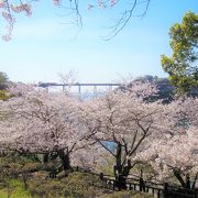 桜満開