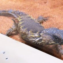 アルマジロトカゲ(へんないきもの展)