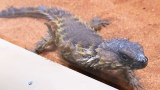 いろいろな生き物に出会えて楽しい。