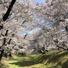 満開時の写真です。