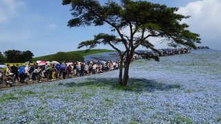 1日では回りきれない巨大エリア