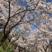 ５月４日の桜（見ごろ）
