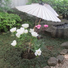 上野東照宮ぼたん苑の牡丹は傘を差しています。