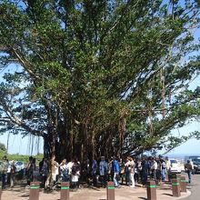 ガジュマルです。