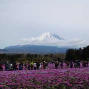 富士山と芝桜とＧＷの人出