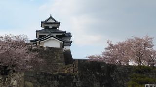 資料よりも規模が大きく桜も壮大だった